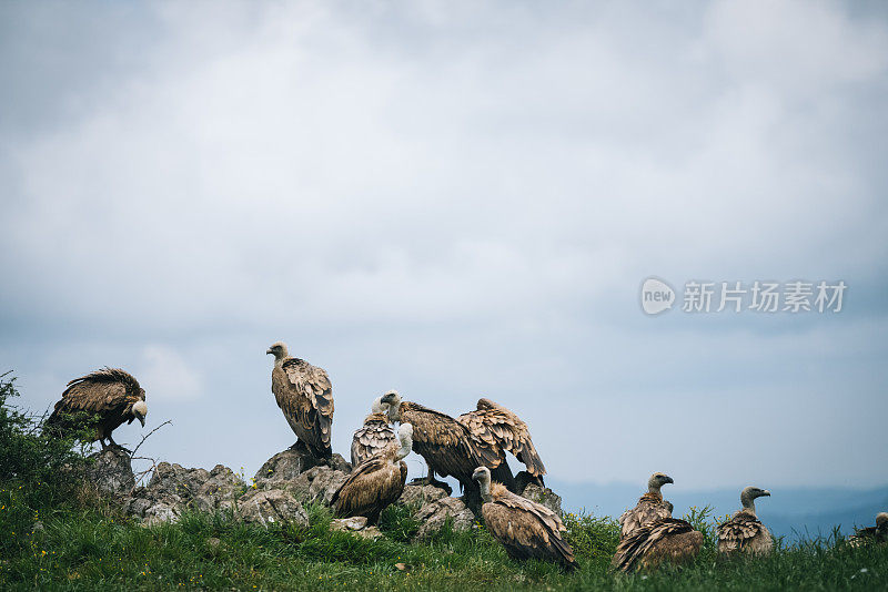 在草地上的Griffon Vulture(红腹秃鹰)